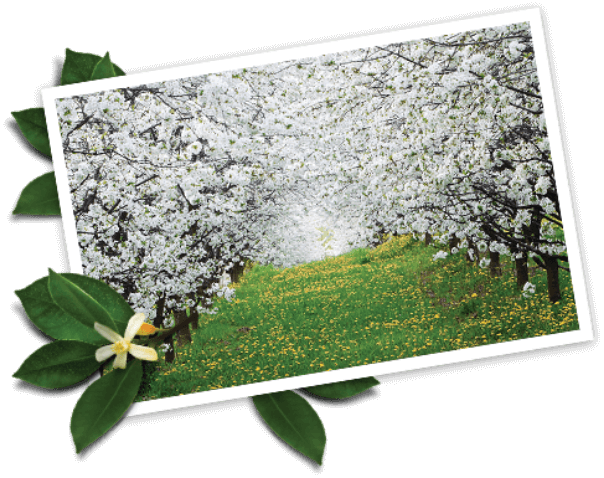 a row of trees with white flowers and grass with yellow flowers