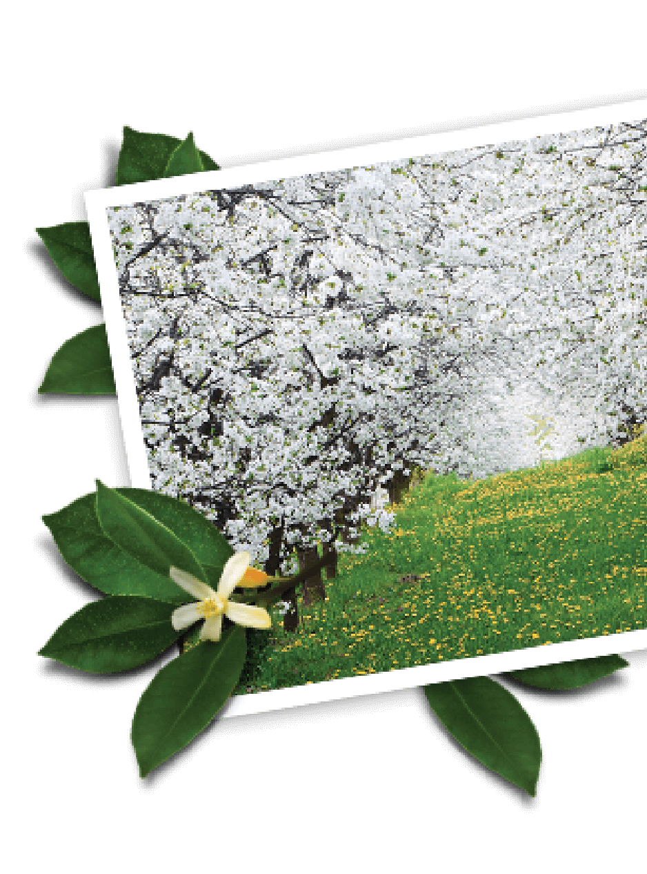 a row of trees with white flowers and grass with yellow flowers